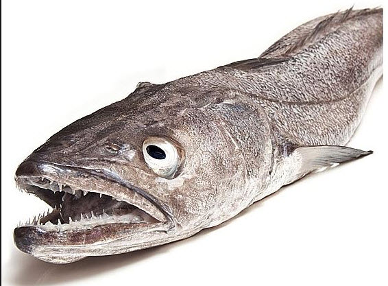 Merluccius merluccius_0222452.jpg